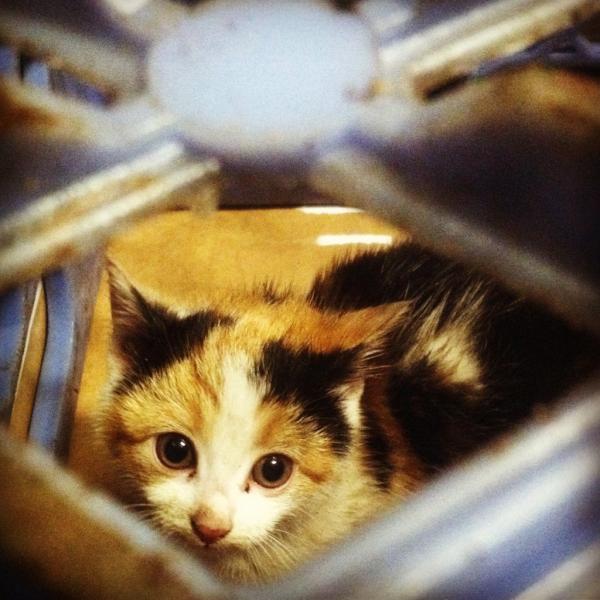 SqueakyDC2's tweet photo. A cat that we recused at work today from an engine bay of a car http://t.co/TP8rjpEB