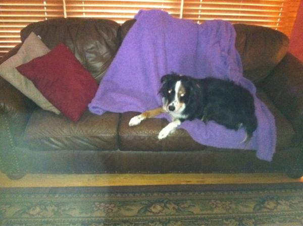 lexafurr's tweet image. nap time with my favorite boy :) #thirdoff #donttalktome #sleeping 💤