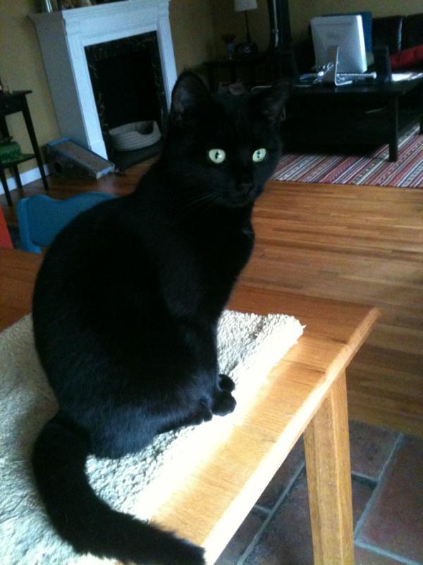 StevenBayShore's tweet image. If anyone&apos;s wondering (nobody is) I named the rescued kitten &quot;Tarby&quot;. #CombiningWords