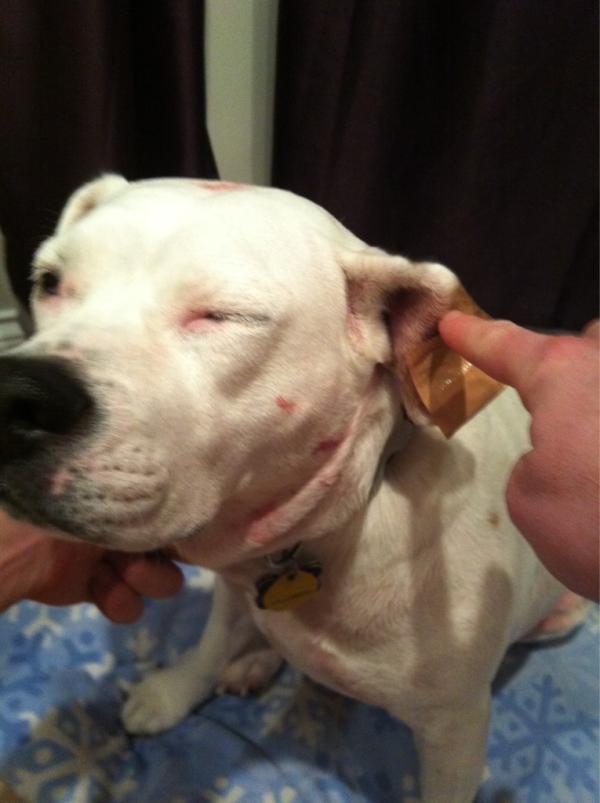 Lucy_Dog's tweet photo. rosebush: 1 @Lucy_Dog: 0 #bloodbath http://t.co/hBXDoR6j