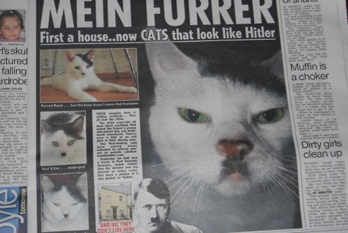 HitlerKitty1889's tweet photo. Share me to your #kitty and #hitler loving friends! I am a pretty popular cat @HitlerKitty1889 #meow http://t.co/xpXPK8AO