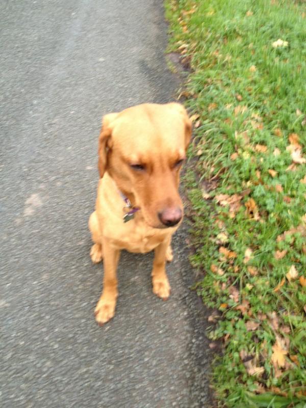 XLucyBarrowsX's tweet photo. Daddy is taking me a walk @maggiebarrows. It's my favourite time of the day! X http://t.co/dzjv3nrm