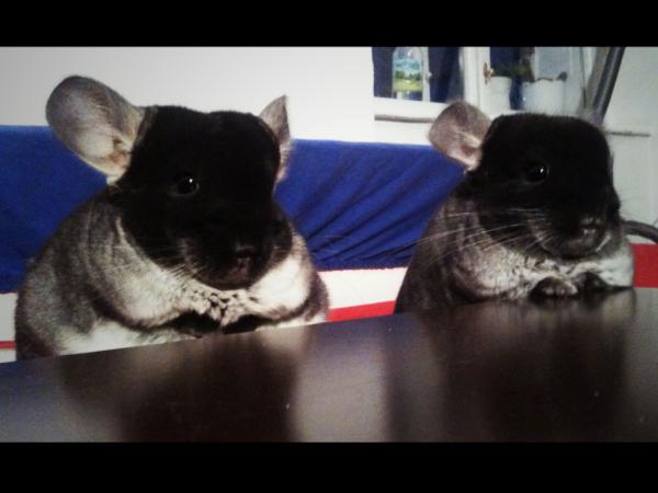 ReadyFurAction's tweet image. Friday. Happy hour. Two Mar-chinis, please. #chinchillahappyhour