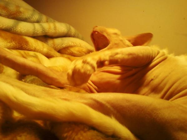 GidgitdaSphynx's tweet photo. Tired http://t.co/ANgFk91s
