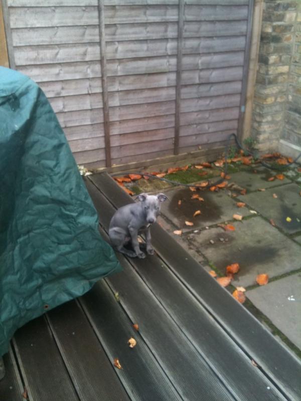 LFSquared's tweet image. Malcolm hanging out in his new garden...