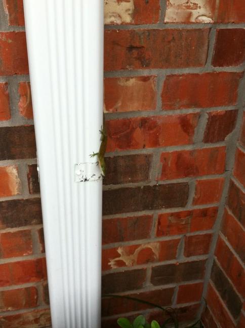 EmilyParkhairz's tweet image. The Nest has a new pet! #lizardlizard!!