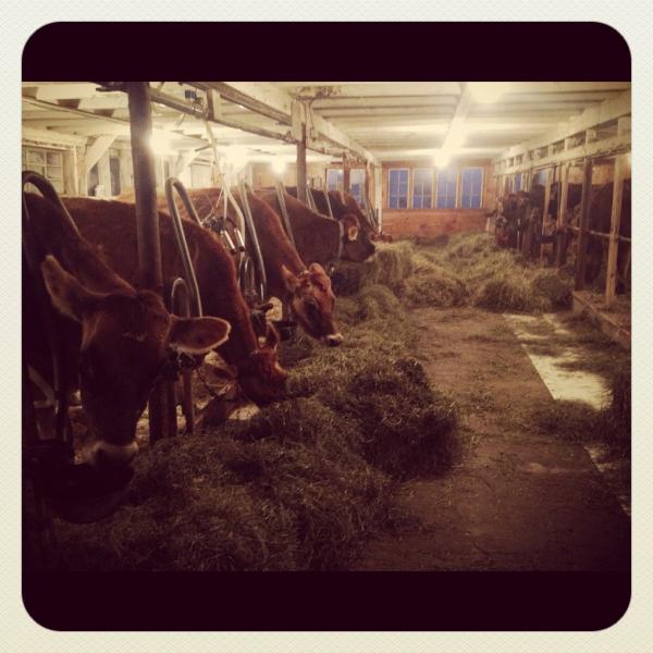 Outside cold & crisp. In the barn, all is sweet and content