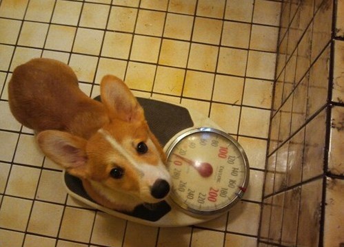 MissusDonovan's tweet photo. Chester's worried about gaining holiday pounds! Been drinking too much eggnog! http://t.co/1M9PYJIy