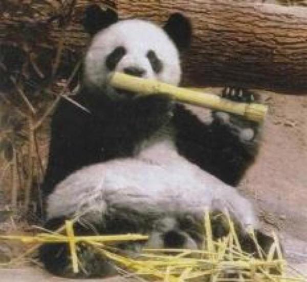 RFCCalum55's tweet photo. Alex salmond to deport panda for sectarian behaviour only 2 weeks after arriving in Scotland! haha! #WATP! http://t.co/BU0ajVmg
