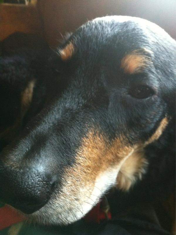 simonmann's tweet photo. Sleepy mongrel in the pub http://t.co/GAllGfDk