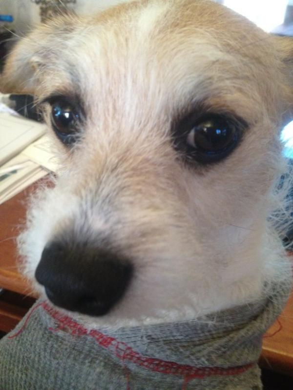 Fiona McColley tweet media