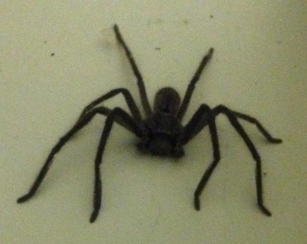 Fiona McColley tweet media