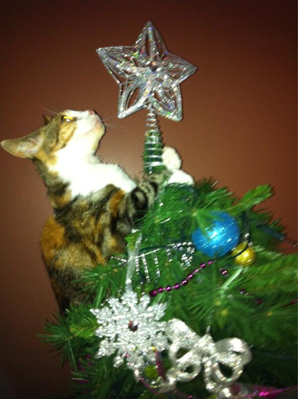 rapstarjane's tweet image. Cat in the Christmas spirit