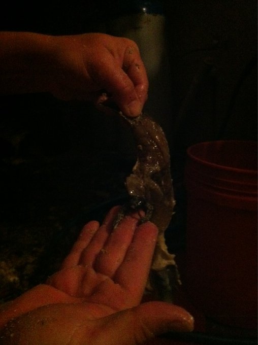 Conch for fritters anyone??? http://t.co/w0dZM2kG