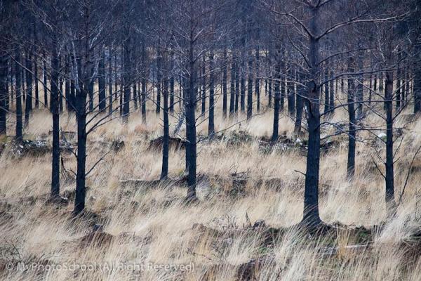 Photo_Trek's tweet photo. After the bush Fire Scotland  http://t.co/iwB2obAXMN
