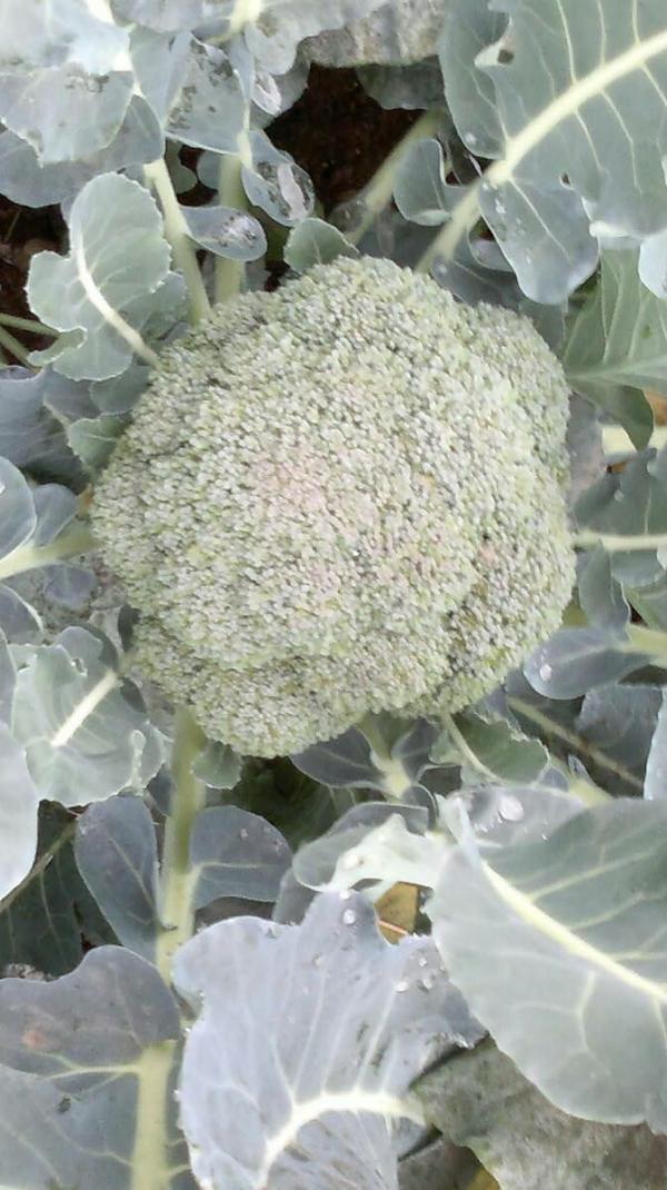 Gerry_Scotti's tweet photo. Questa sera vorrei salutarvi con una foto di un mio cavolo cappuccio. Orgoglio http://t.co/gUSk9AIO