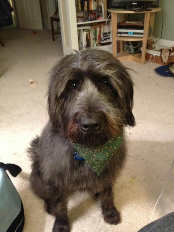 datiff's tweet photo. Another hair cut! http://t.co/WK1RR1q