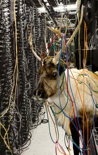 LarrytheITelf's tweet photo. picked the wrong day to quit eggnog #stupidreindeer http://t.co/FpW8sKnn