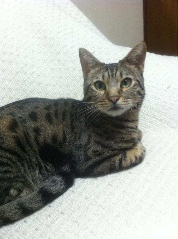 minimaruryu's tweet photo. 珍しくすぐ隣で寝てる(⌒▽⌒)って思ったらすぐ起きた(´･_･`)そしてもういないヽ(；▽；)ノ http://t.co/xY18OOIw
