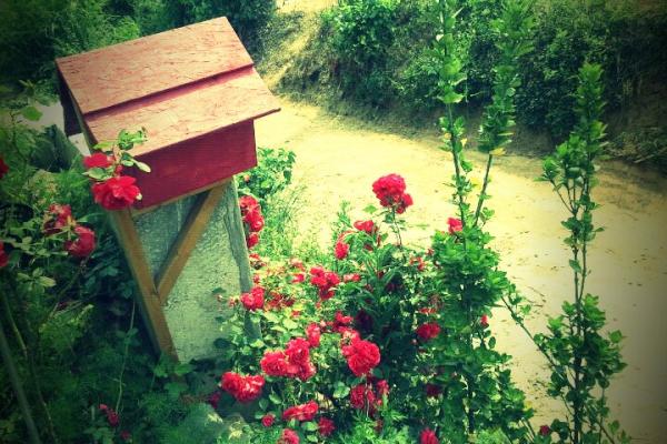 폰에 있는 사진 보니....
집에 가고 싶구령
우리 집에는 대문이 없습니다 도둑놈님 오지  마세요 집 입구에  있는 우편함과 장미 ㅠㅠ