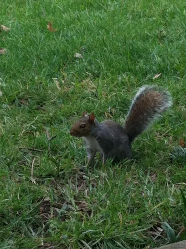 Wtf is going on that there's literally squirrels everywherrree?! #squirrelsgonewild @AmandaWoelfel