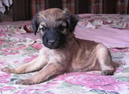 CUIDAALOSANIMAL tweet picture