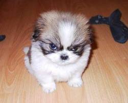 CUIDAALOSANIMAL tweet picture