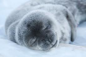 CUIDAALOSANIMAL tweet picture