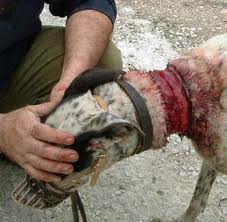 CUIDAALOSANIMAL tweet picture