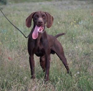 PaquiVicente's tweet photo. “@fabiolamvega: buscamos a Betún,perro d Ana Palacio, centro de Madrid, policía avisada, por favor,avisa si sabes algo http://t.co/NA1MnRvV”