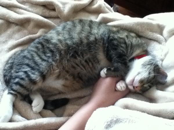 erinyes412's tweet photo. holding hands while taking her nap http://t.co/coTFmb9h