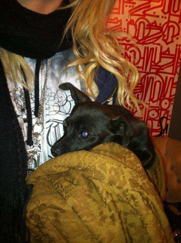 1NikkiRich's tweet photo. It is a beautiful tuesday! I adopted an adorable little stray pup! Richie named her Delilah! Adorable.... http://t.co/yiI1Kb0u