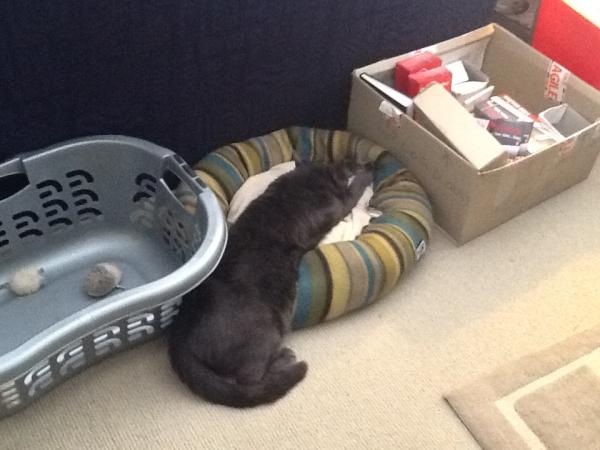 sunwombat's tweet image. Sleeping in the cat bed.......Smoky ur doin' it wrong!!!!!