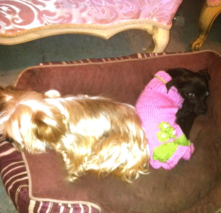1NikkiRich's tweet photo. Looks like Choco and Delilah have become good friends... http://t.co/cwpiRXNL