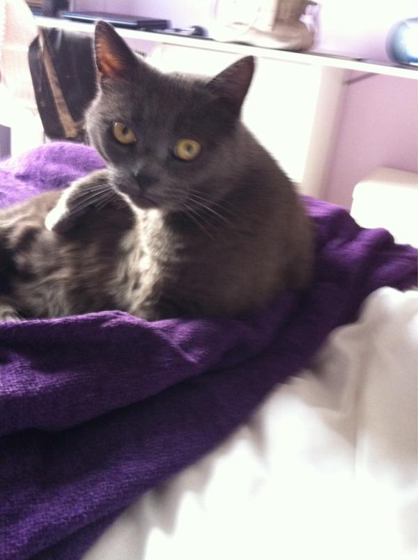 Saruxpi's tweet photo. Son las 13.59 y la pillo dormida en mi cama... Yo de mayor quiero ser mi gata! http://t.co/3UbxUAgB