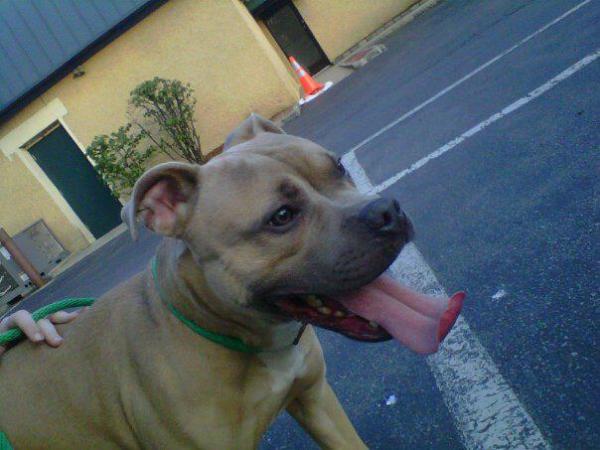 SavingPawsRsq's tweet photo. Hey @maydaypitbull This is me smilin' - aren't I a cutie? http://t.co/fQxN7i7O