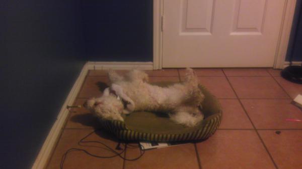 steph___65's tweet image. Why in the world does she sleep like this!?!?!? #petparentproblems