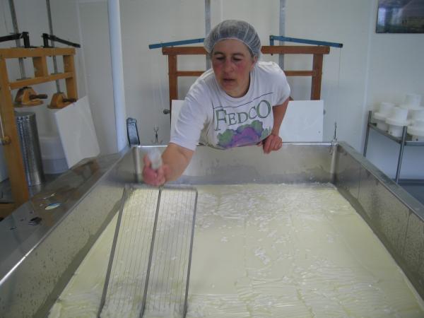 Began new cheese making season today. Milk to curds, still feels like I'm making magic... Even after 30 years