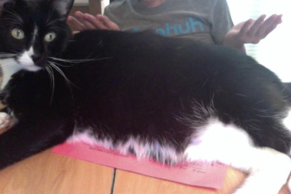 scotterroll's tweet image. Hey sorry I didn't do my homework my cat was laying on it #ValidReason ?