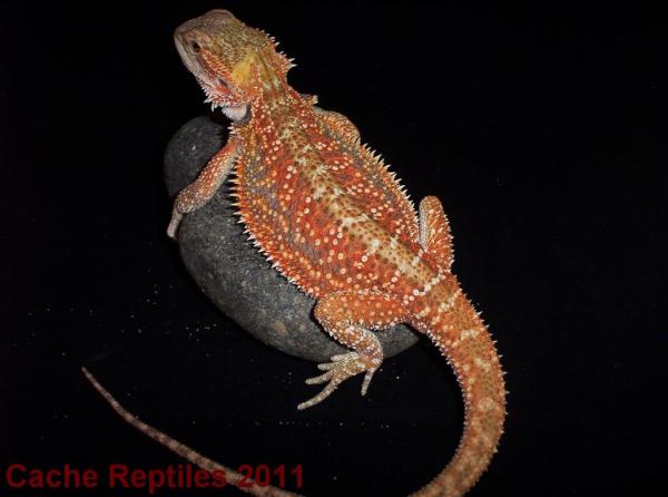 CacheReptiles tweet picture