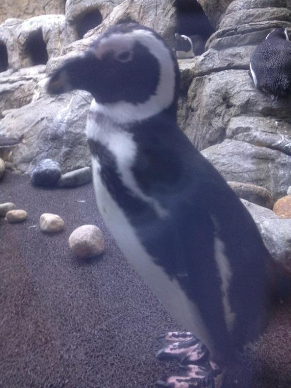 Fiona McColley tweet media