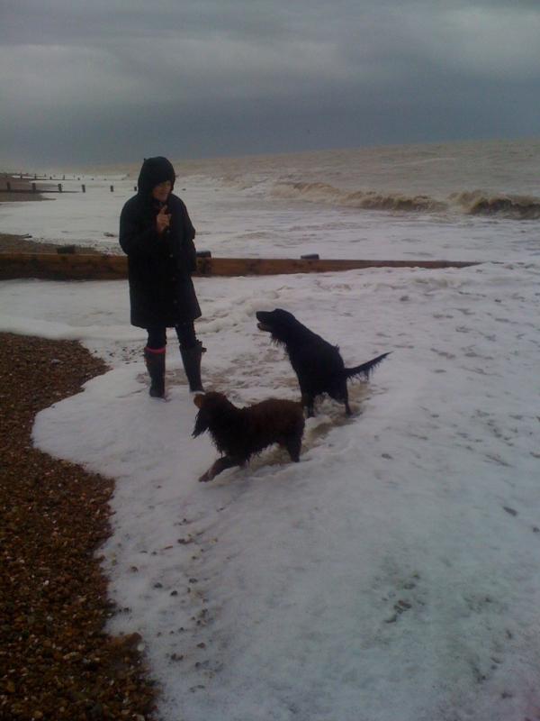 lmathalone's tweet image. Pooches day out by the sea 