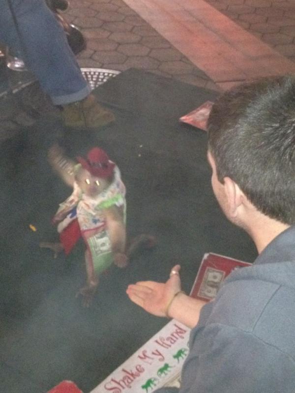 HashtagC's tweet photo. #don't touch the monkey http://t.co/zElLDhXt