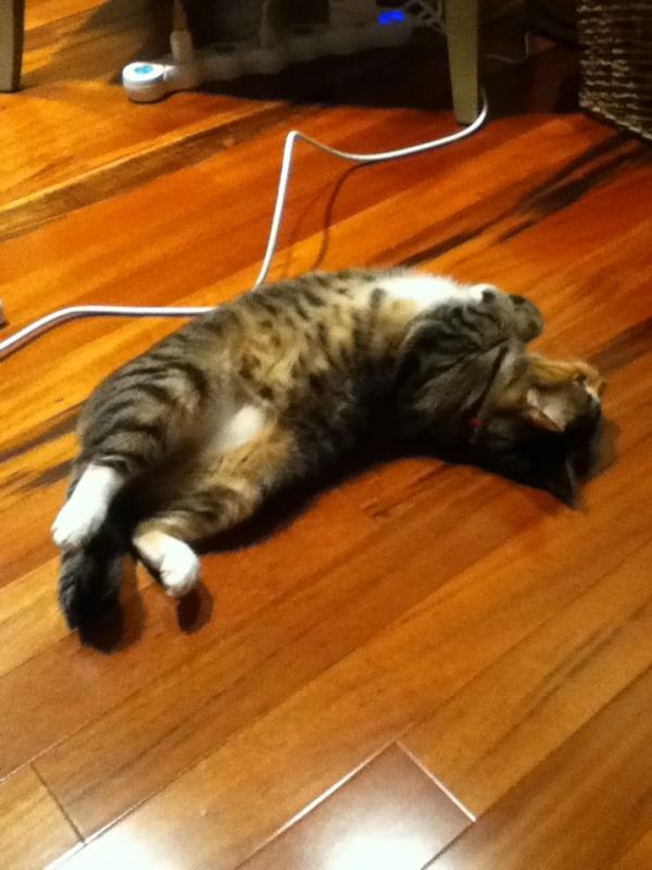 erinyes412's tweet photo. just rolling around on the floor http://t.co/nqtqLa5K