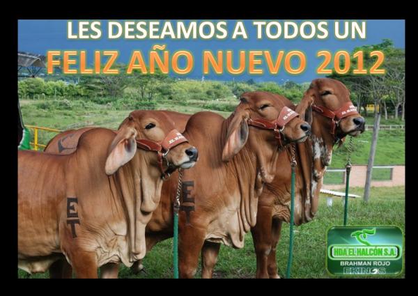 HdaElHalconSA's tweet photo. Muchas gracias a todos y los mejores deseos. #2012 http://t.co/n06i0vXg