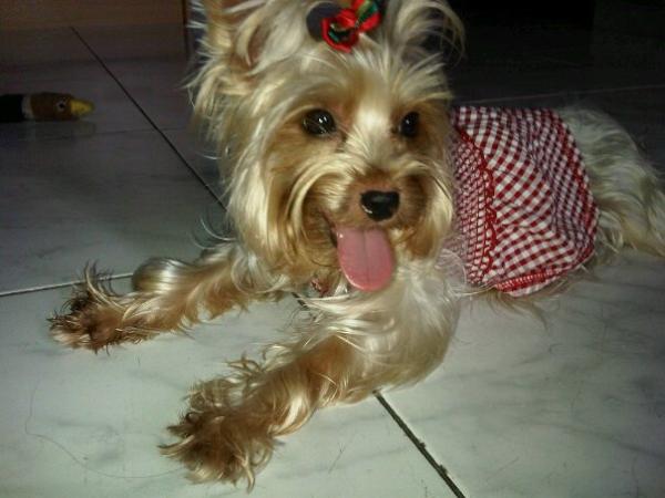 Kings Flag Panamá tweet media