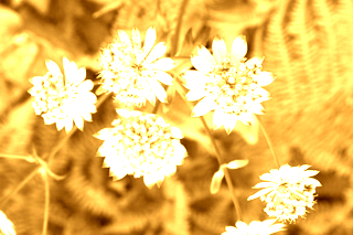 ignitech's tweet photo. Checkout this cool photo I edited with Image Filter for iOS! http://t.co/B9TSGvrq