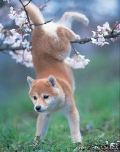 PETMEMORYWORLD's tweet photo. Sooooooo Cute Japanese dog with Cherry blossom! http://t.co/GKSTIYxb