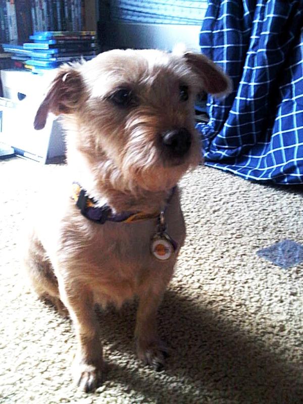 PunkyTheGoodDog's tweet photo. Hi, my name is Punky and I'm stinky. http://t.co/42j4eC2E
