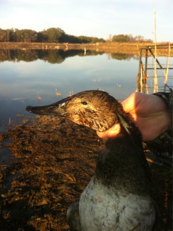 Very nice! RT <a href="/duckwhacker/">Duckwhacker™</a>: Canvasback!